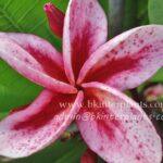Plumeria Granny Rolong