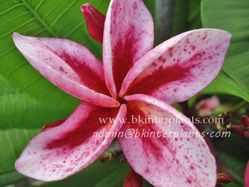 recoverd_jpg_file_11625_.jpg Plumeria Granny Rolong - Image 1