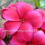 Plumeria Red King