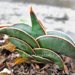 Sansevieria Rorinda Blue Compact
