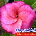 Plumeria San Wan Tap Tim