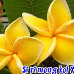 Plumeria " Sirimongkol yellow "