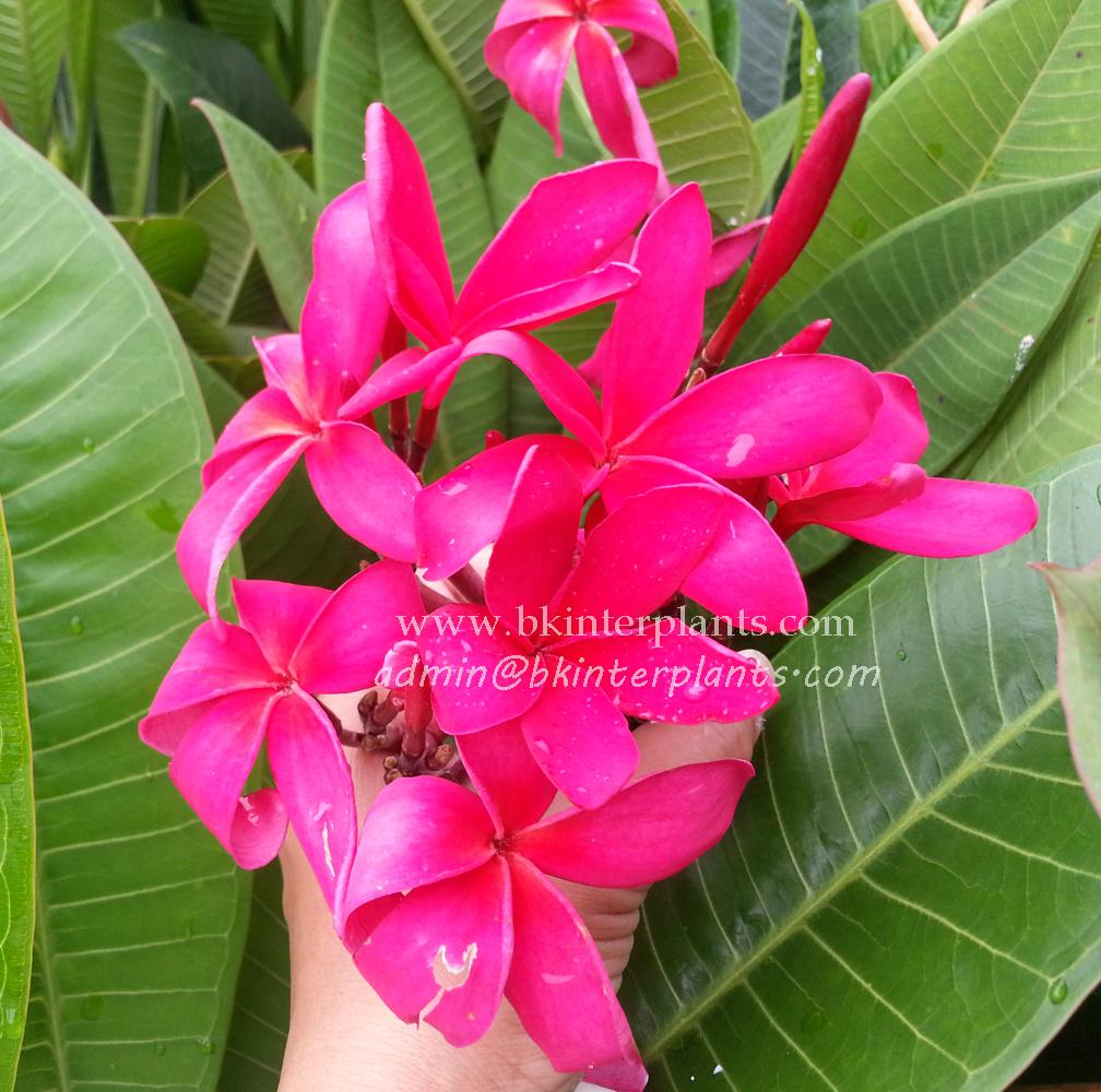 ø; Plumeria Super Pink - Image 1
