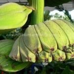Musa Banana Thepanom