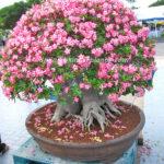 Adenium Queen of Flower