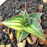 Sansevieria Lavranos Vol. 23251 Vareigated
