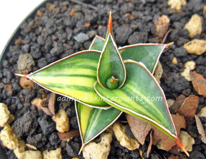 t2ec16v_zmfidgk8egjbsmykq_to_60_57.jpg Sansevieria Lavranos Vol. 23251 Vareigated - Image 1