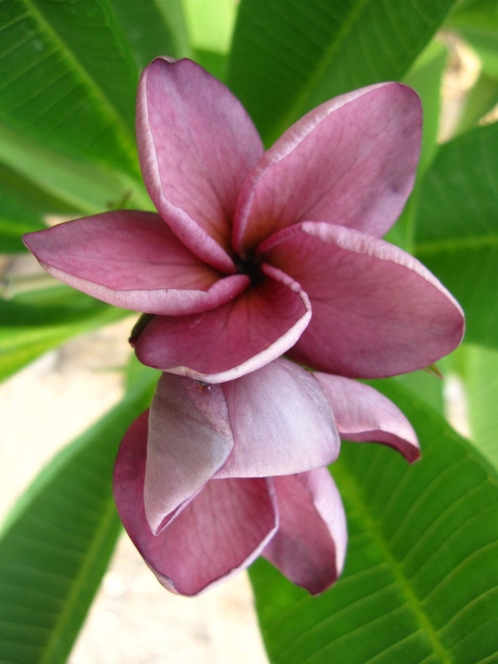violet_princess3.jpg Plumeria Violet Princess - Image 1
